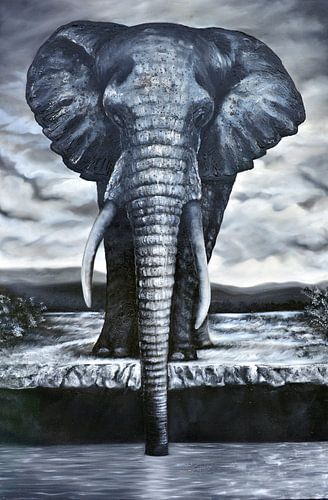 drinking african elephant