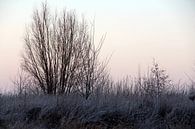 Winter in Friesland van Fotografie Sybrandy thumbnail