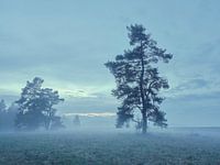 blauw uur