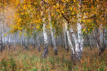 forêt de bouleaux en automne sur Daniela Beyer