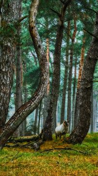 Ein anmutiges Schaf im Wald, Heidestein von Ferdinand Mul