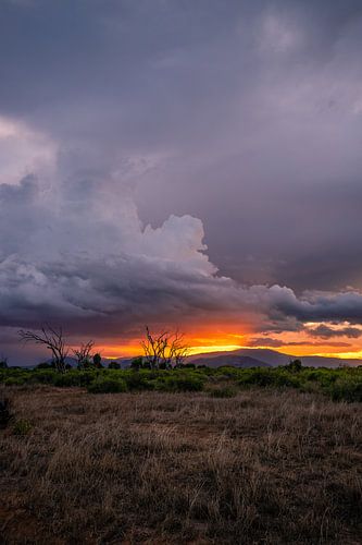 Dramatische zonsondergang in de steppe van Tsavo East in Kenia Afri