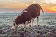Koe in weiland tijdens Zonsopkomst van Rossum-Fotografie thumbnail