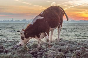 Koe in weiland tijdens Zonsopkomst