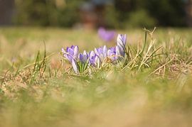 Crocus flower with delicate petals by Martin Köbsch