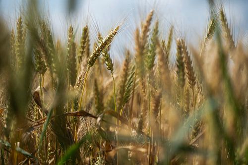 De gouden granen in het veld.
