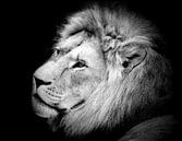 King of the Jungle by Lens Design Studio thumbnail