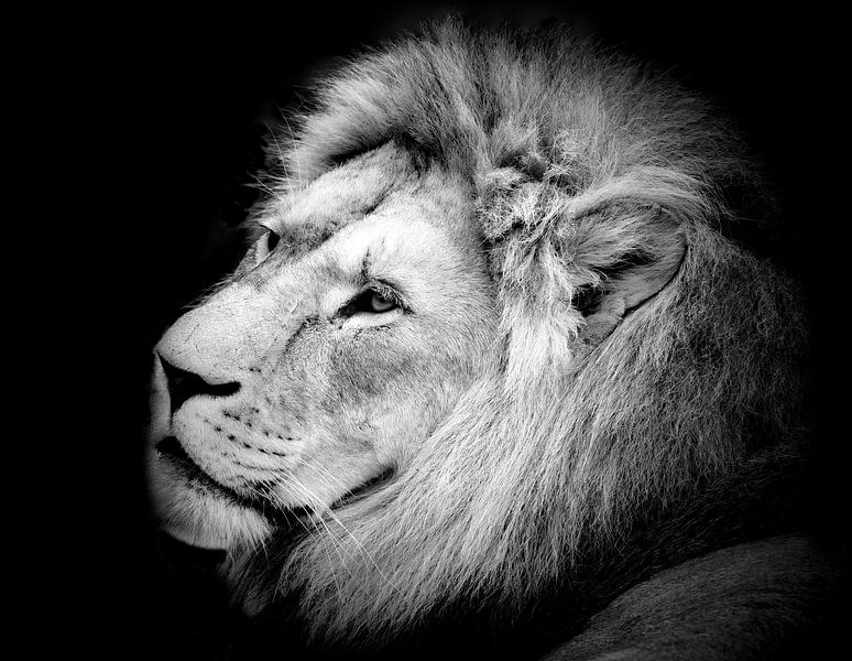 King of the Jungle by Lens Design Studio