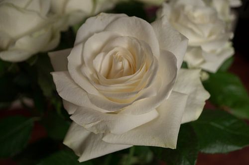 a white rose