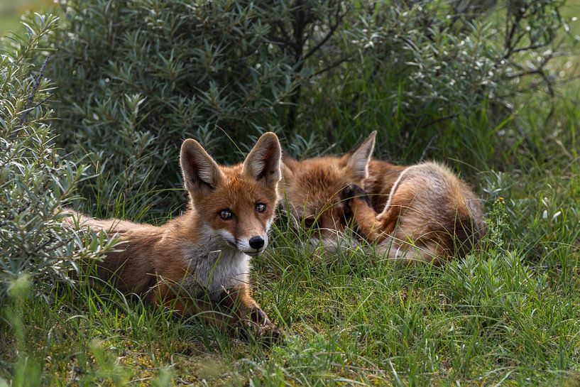 Renard vigilant par Anouschka Hendriks