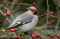 Pestvogel van Linda Raaphorst thumbnail