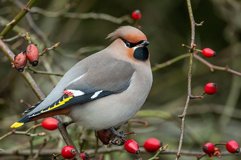 Pestvogel van Linda Raaphorst