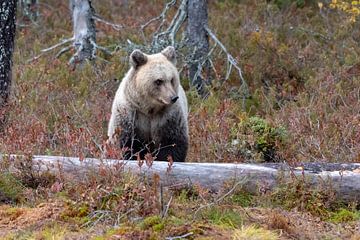 Brown bear at rest by Merijn Loch
