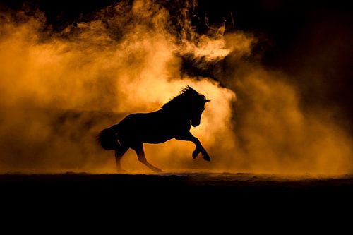 Paard Silhouet van Vuur in Avondlicht