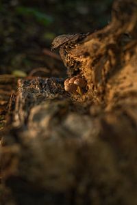 Paddenstoelen tussen de boomstam