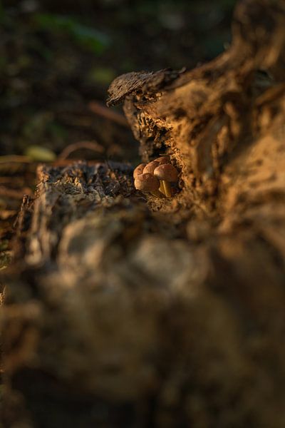 Mushrooms between the tree trunk by Rossum-Fotografie