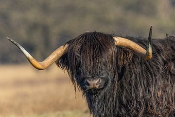Schotse Hooglander van Marieke Deinum
