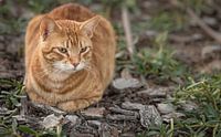 Close-up beeld van een kat zittend op de grond met het gezicht in focus en wazige achtergrond van Mohamed Abdelrazek thumbnail