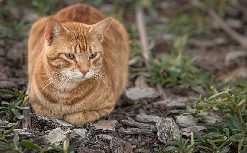 Close-up beeld van een kat zittend op de grond met het gezicht in focus en wazige achtergrond van Mohamed Abdelrazek