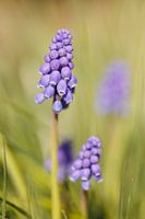 Grape hyacinths - Spring happiness