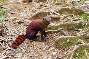 Ringstaartmangoest Madagaskar