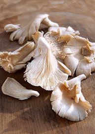 paddestoel0404 van Liesbeth Govers voor Santmedia.nl