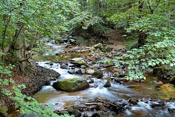 De rivier de Ilse in het Harz Nationaal Park