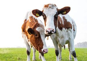 2 nieuwsgierige koeien van Bianca ter Riet