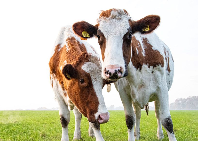 2 curious cows by Bianca ter Riet