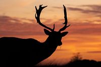 Deer at dawn