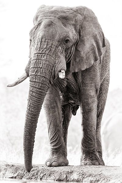 Mighty bull elephant by Awesome Wonder