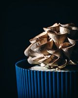 Oyster mushroom