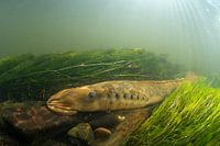 sea lamprey in spawning season