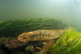 la lamproie marine en période de frai