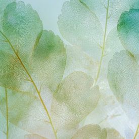 Translucent leaves in soft shades of green by But First Framing