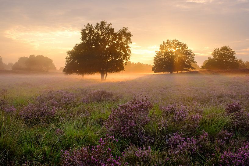 Fog at Sunset by Johan Vanbockryck