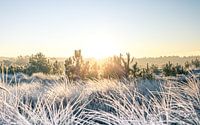 Sunrise with frost in heath and dune area v5 by mitevisuals thumbnail