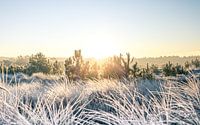 Sunrise with frost in heath and dune area v5