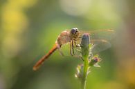 Dragonfly by Moetwil en van Dijk - Fotografie thumbnail