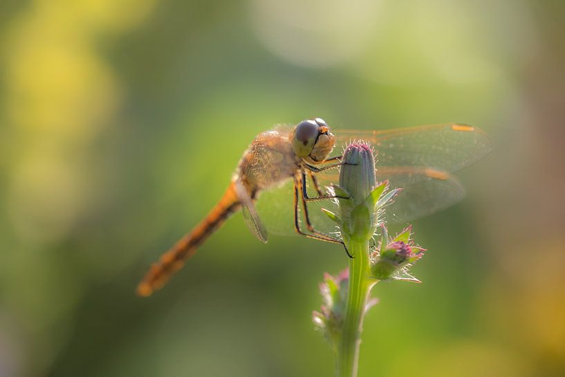 Dragonfly by Moetwil en van Dijk - Fotografie