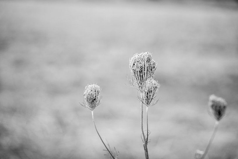 Strohblume von Berthold Ambros