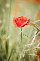 Solo close-up shot of a poppy in a field of flowers