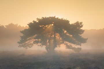 Zonsopkomst en zonnestralen schijnen door de boom van Original Mostert Photography