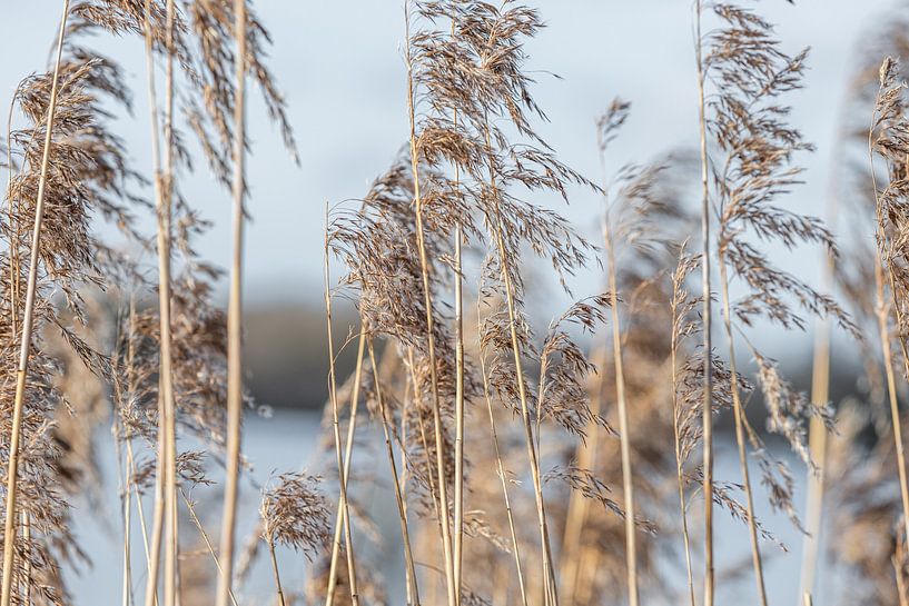 Gold in the wind by Nicole Schmidt