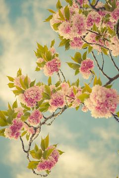 A curl of blossom. by tim eshuis