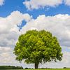 Le grand chêne sur Henk Meijer Photography