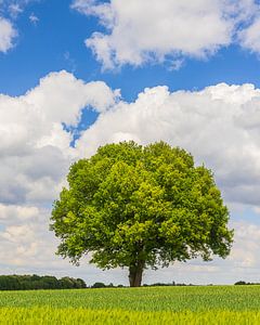 Der große Eichenbaum