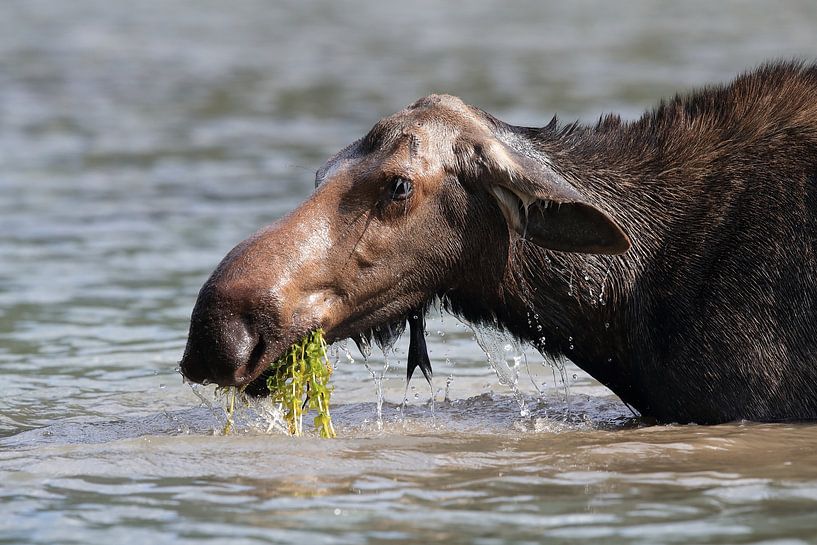 Moose cow eating water plants in Lake Glacier National Park in Montana, USA by Frank Fichtmüller
