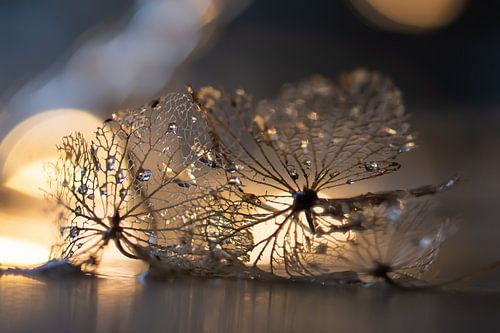 faded hydrangea leaves