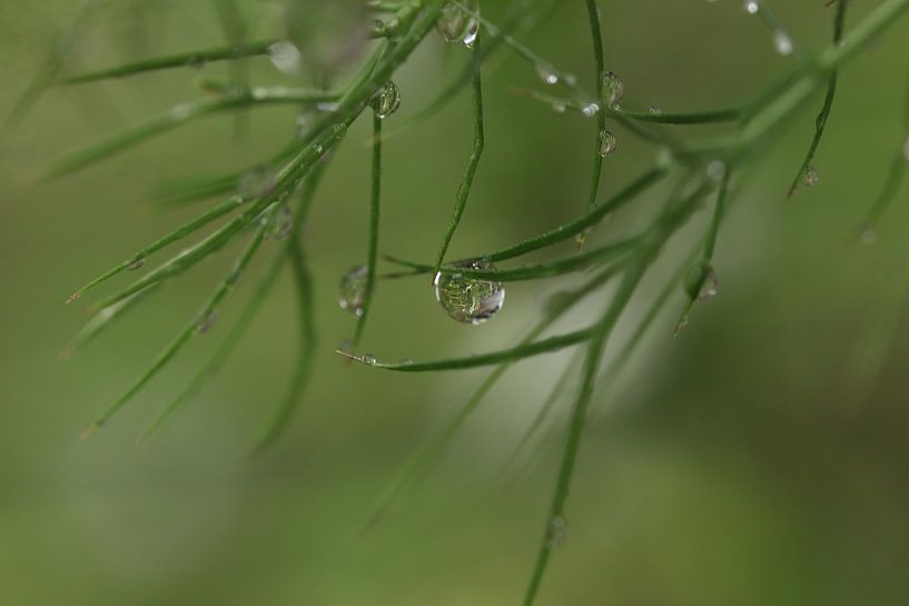 Drops drops by Fotografie Sybrandy